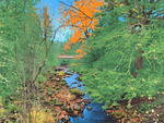 Fall colors on the trail